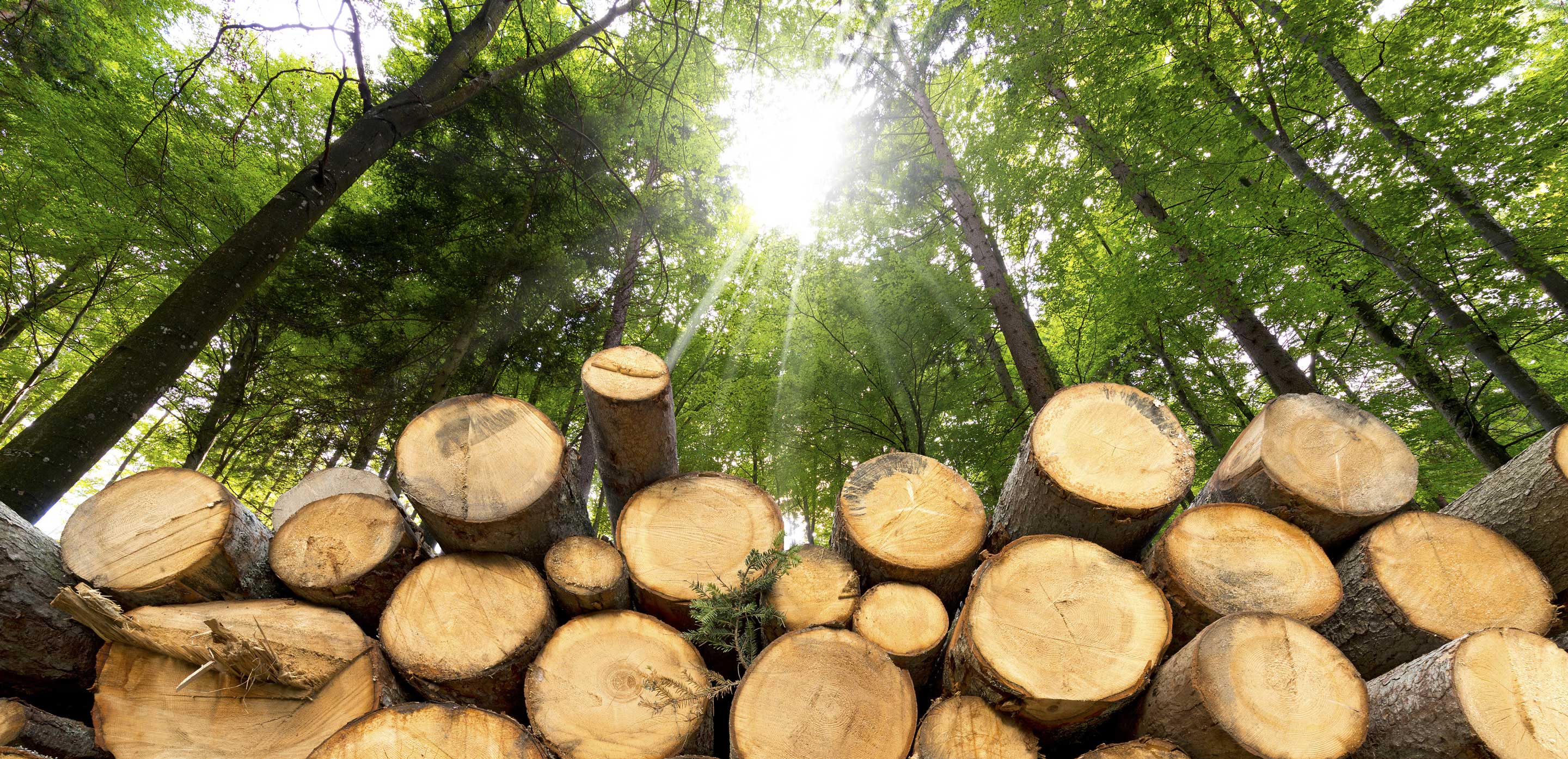 Wichtigkeit der Verwendung von nachhaltig produziertem Holz